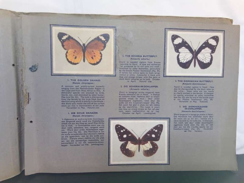 Springbok Cigarette Album of  52 South African Butterflies Album (1949)