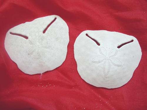 Pansy shells, STAR FISH, sea urchins and scallops - BUY NOW! See all pics - 18 sea shells