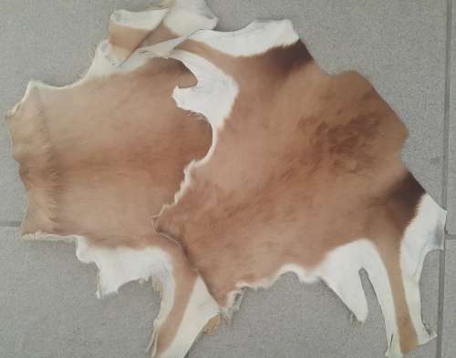 Springbok skin pieces - natural colour (Ideal for crafts)