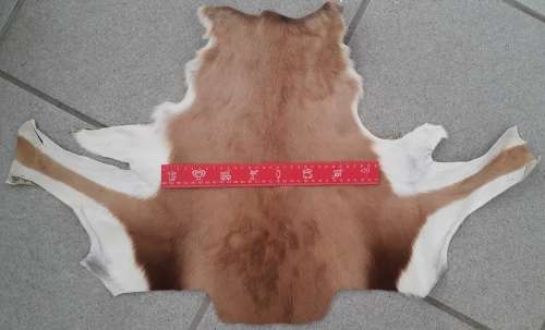 Springbok skin pieces - natural colour (Ideal for crafts)