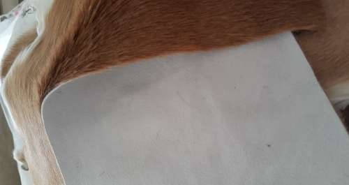 Springbok skin pieces - natural colour (Ideal for crafts)