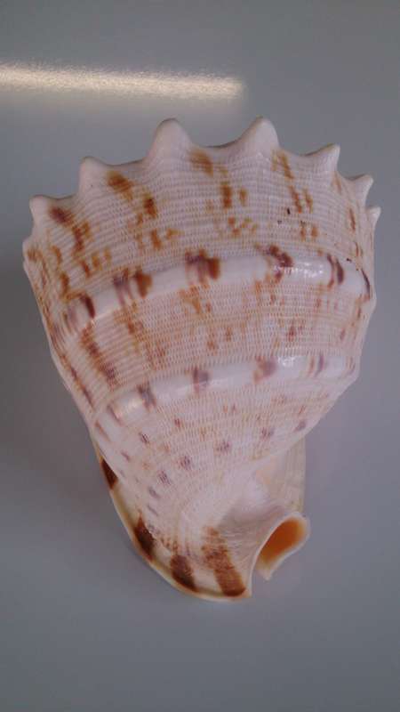 Giant Queen Helmet Conch Sea Shell, All Natural Fossil!!!