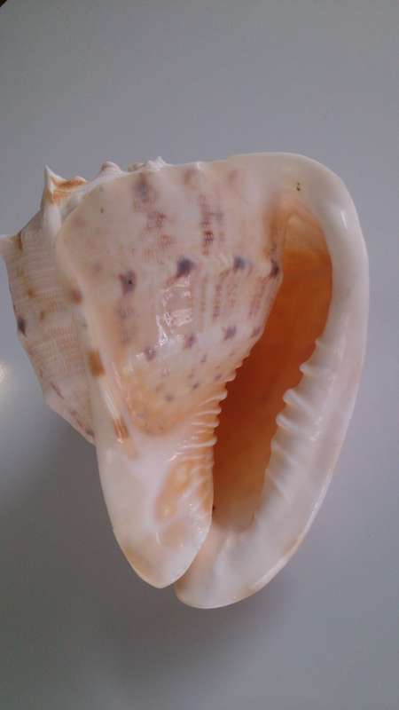 Giant Queen Helmet Conch Sea Shell, All Natural Fossil!!!