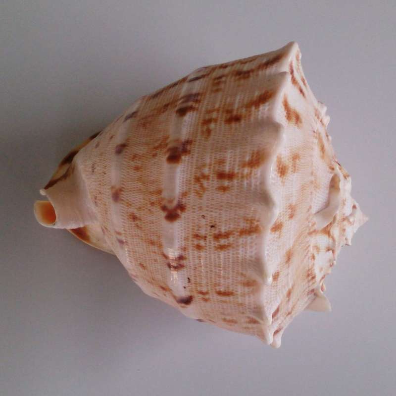 Giant Queen Helmet Conch Sea Shell, All Natural Fossil!!!
