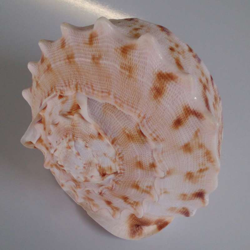 Giant Queen Helmet Conch Sea Shell, All Natural Fossil!!!