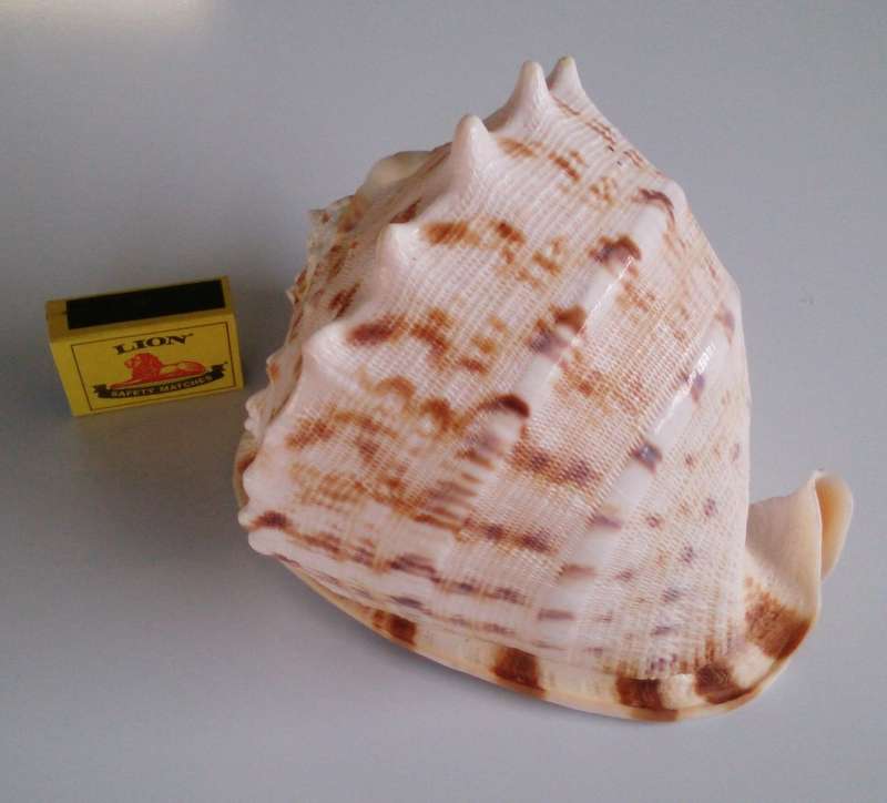 Giant Queen Helmet Conch Sea Shell, All Natural Fossil!!!