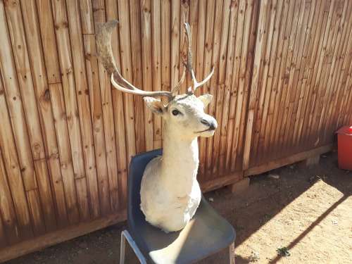 Taxidermy Takbok Bust Mount Trophy