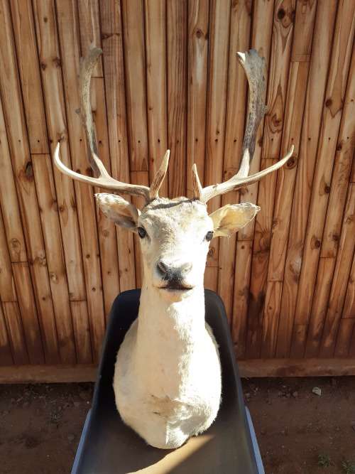 Taxidermy Takbok Bust Mount Trophy