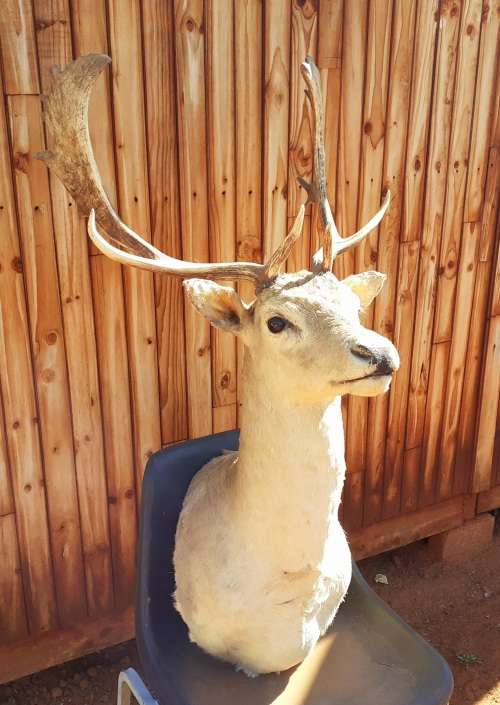 Taxidermy Takbok Bust Mount Trophy