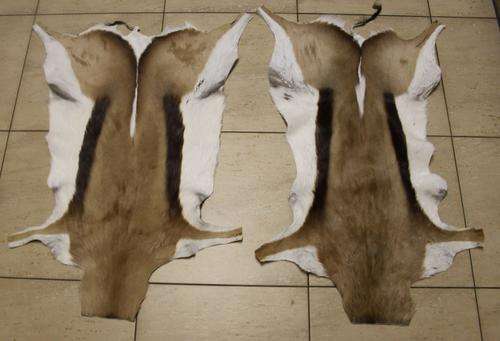 Springbuck hide x 2