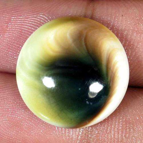 22.90ct 100% NATURAL SHIVA EYE (HOLY GOMTI CHAKRA). ROUND CABOCHON CUT.