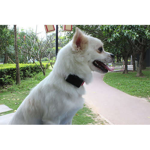 GPS Pet Trackers
