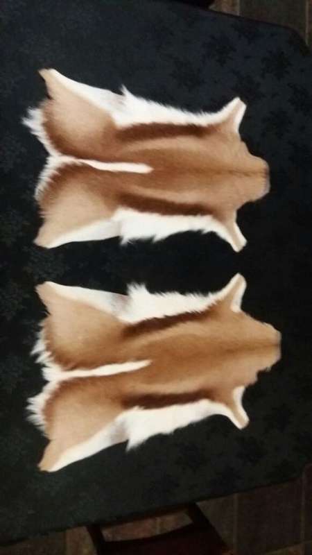 Wild Springbok hide