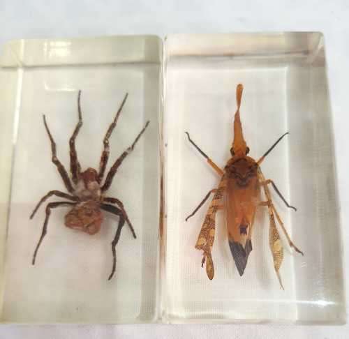 2 Blocked Resin Encased Insects (6)