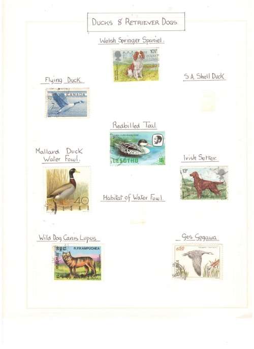 WILD ANIMALS,DUCKS AND RETRIEVER DOGS 2 PAGES SEE PICS!!!!