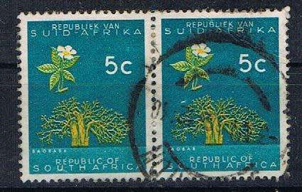RSA - BAOBAB TREE - FU PAIR WITH HALLEY`S COMET VARIETY