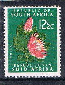 PROTEA FLOWERS - SHIFT OF COLOUR RED
