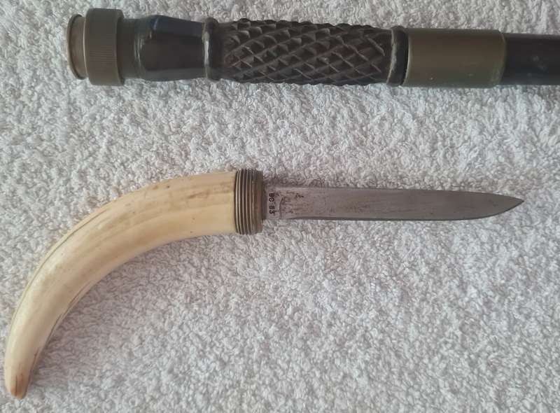 Tusk handled concealed knife walking stick
