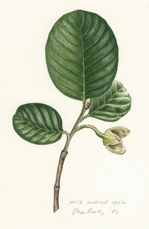 Original vintage botanical painting - Wild custard apple