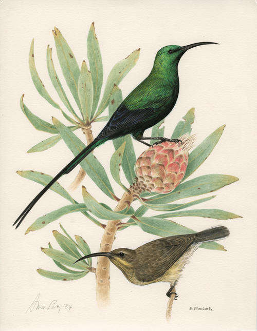 Vintage original bird painting