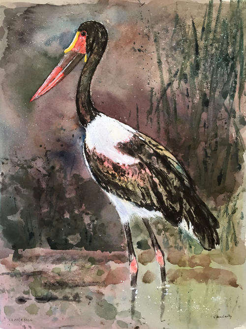 Vintage watercolour painting of Saddle-billed Stork