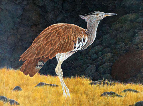 Vintage watercolour painting of a Kori Bustard
