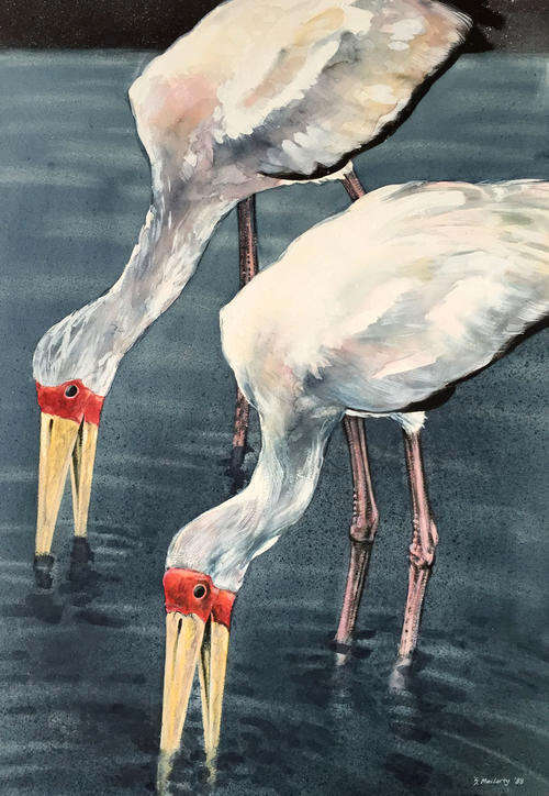 Vintage watercolour painting of Yellow-billed Storks
