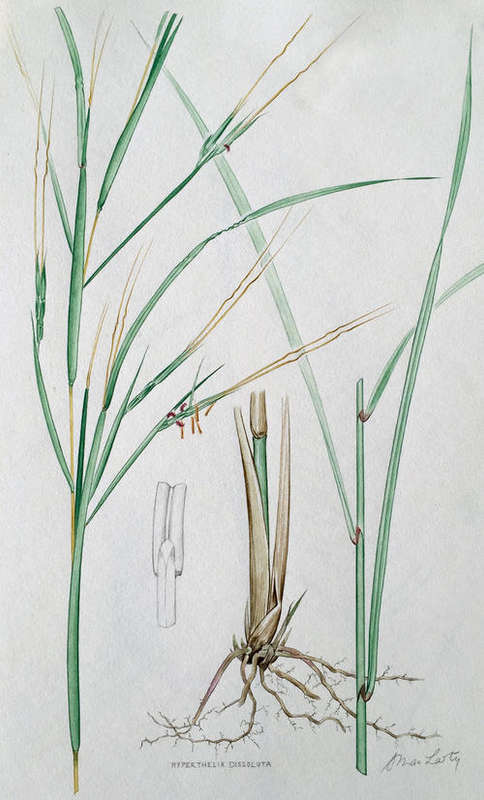 Set of 4 original vintage botanical watercolours