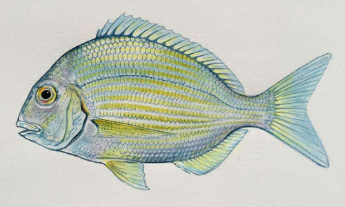 Sea fishes - set of 4 original watercolours