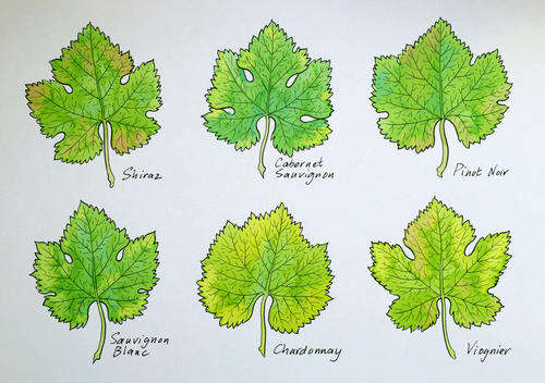 Botanical art for wine lovers