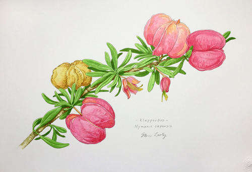 Botanical painting - Nymania capensis (Klapperbos)