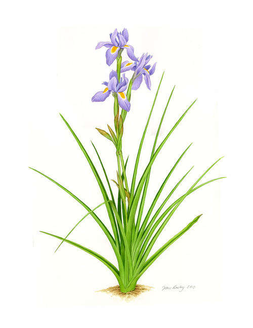 Botanical watercolour - Morea (Bloutulp)
