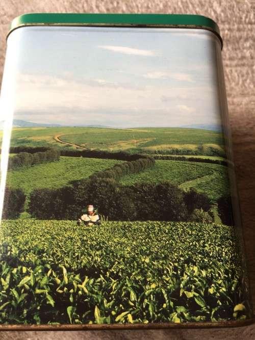 TIN - NTINGWE TEA