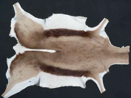 A-Grade Springbok Skin