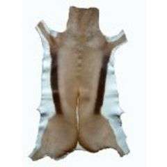 **ONLY ONE**SPRINGBOK HIDE- EXPORT QUALITY!