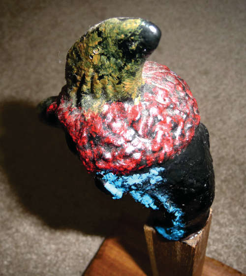 Helmeted Guinea Fowl Head