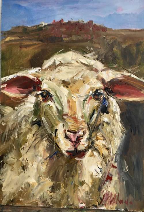 Sheep