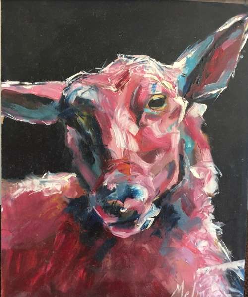 Sheep