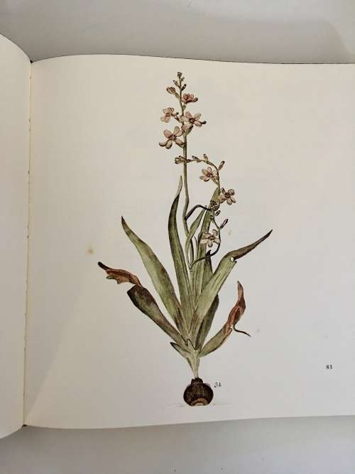 The Flora Capensis of Jakob and Johann Philipp Breyne - Mary Gunn and Enid du Plessis. Ltd ed. 1978