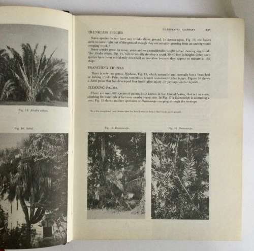 Palms of the World - James C McCurragh. Hardcover w/o dj. 1st Ed. 1960