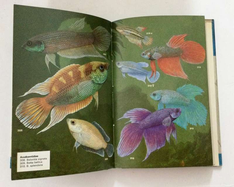 Aquarium Fishes in Color - JM Madsen. Hardcover w dj, 1st US Ed, 1975