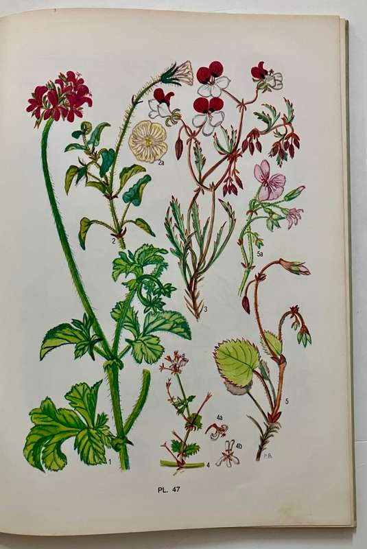 Blomplante van Suid-Kaapland - Pauline Bohnen. Hardeband geen sj, 1e Uitg. 1986
