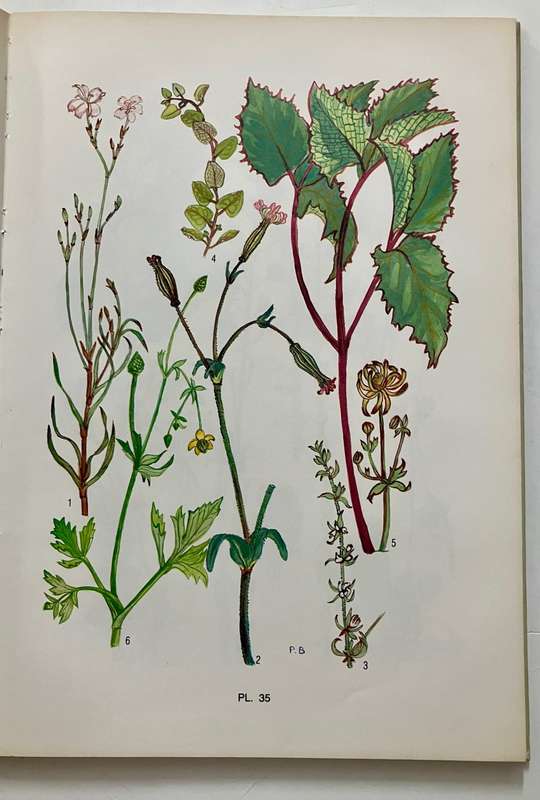 Blomplante van Suid-Kaapland - Pauline Bohnen. Hardeband geen sj, 1e Uitg. 1986
