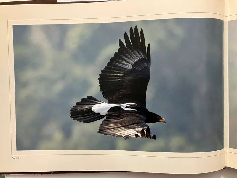The Verreaux`s Eagles of Roodekrans - G Heydenrych & L Woodcock. Hardcover w dj, 1st Ed. 2012