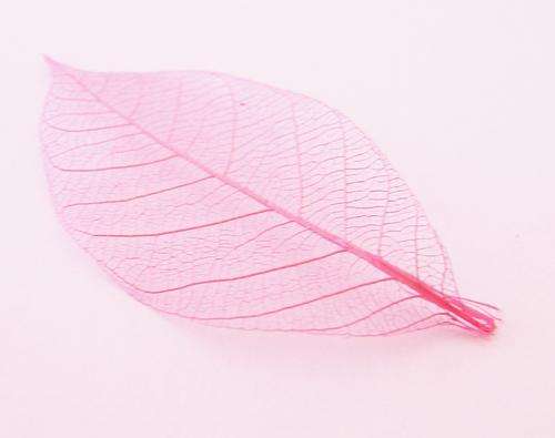 50mm Pink Skeleton Leaves (Sold per Pack of 10 Pieces)