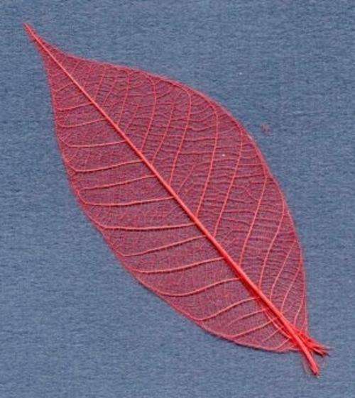 Pack of Red Skeleton Leaves (5 Pieces per Pack)