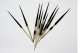 Large Quill Embellishments