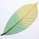 Large SKELETON LEAF, Yellow/Green - Pack of 5 Pieces