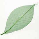Large SKELETON LEAF, Light Green - Pack of 5 Pieces
