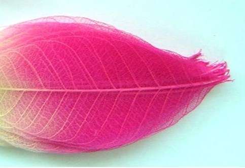 Skeleton Leaves, Shocking Pink, 55mmx30mm (10 Pieces per pack)
